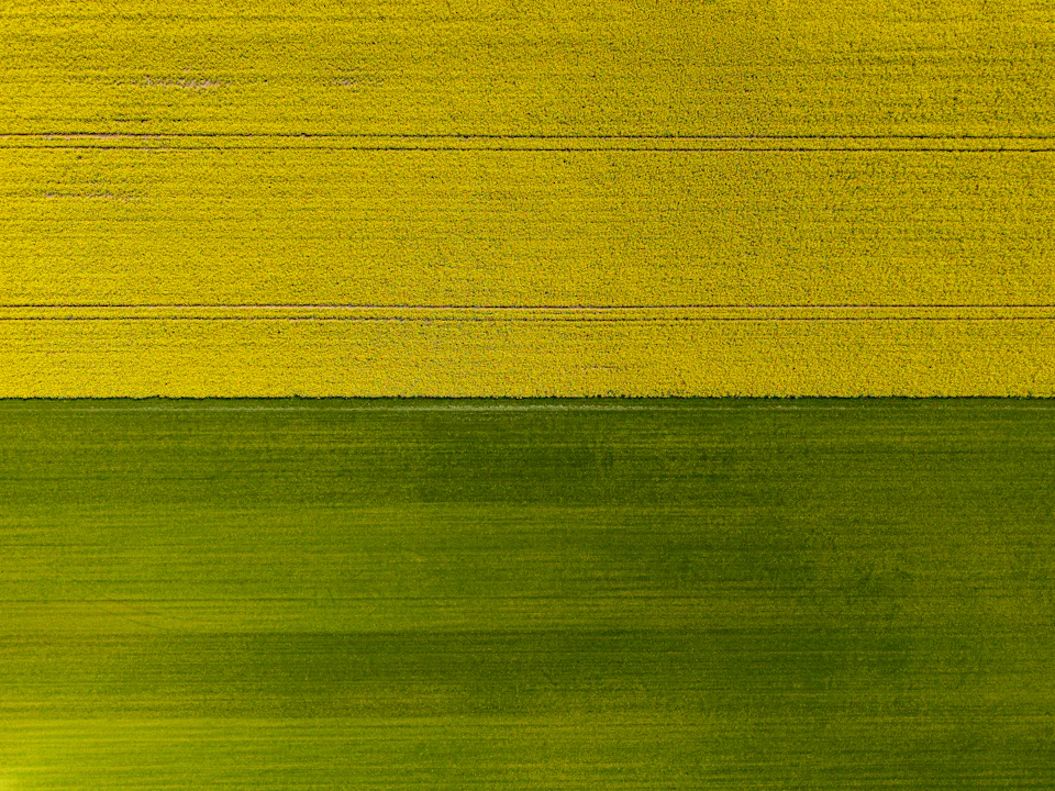 Vertical aerial view of a yellow field beside a green field